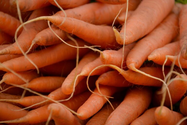 Bêta-carotène et carotte : tout comprendre sur ce provitamine essentiel