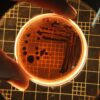 Close-up of bacterial colonies in a Petri dish under a microscope in a lab setting.