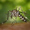 La chikungunya : comprendre, reconnaître et prévenir cette maladie virale