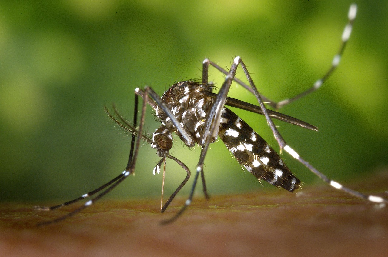 La chikungunya : comprendre, reconnaître et prévenir cette maladie virale