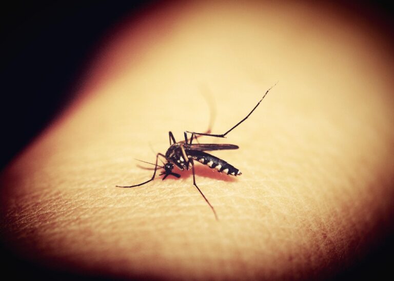 La dengue : comprendre cette infection virale transmise par les moustiques