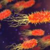 La méningite bactérienne : symptômes, diagnostic et traitement