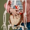 Child learning anatomy using a human skeleton model with organs.