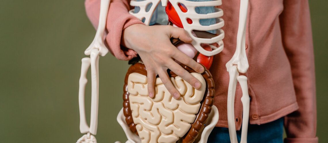 Child learning anatomy using a human skeleton model with organs.