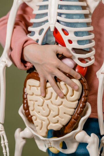 Child learning anatomy using a human skeleton model with organs.
