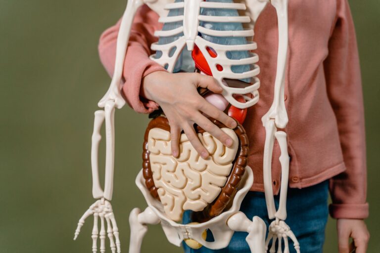 La rate : anatomie, fonctions et pathologies courantes