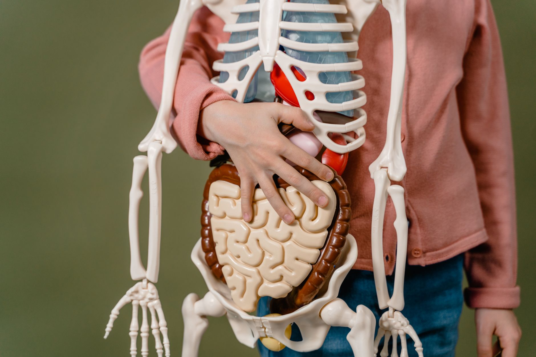 La rate : anatomie, fonctions et pathologies courantes