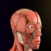 La rate : anatomie, fonctions et pathologies de cet organe essentiel
