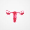 Minimalist graphic illustration of the female reproductive system in shades of pink on a white background.