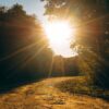 Sunlight casting golden rays on a forest path, evoking warmth and serenity.