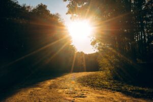 La vitamine D : essentielle pour la santé osseuse et bien plus encore