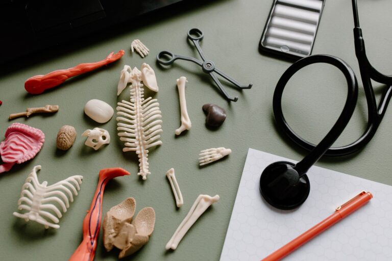 L&rsquo;artère fémorale : anatomie, fonction et pathologies