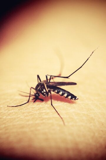 Le chikungunya : symptômes, transmission et prévention