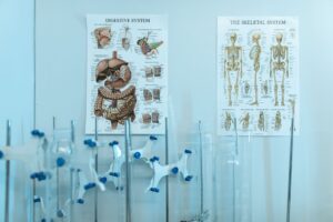 Le cœur et la circulation sanguine : anatomie et fonctionnement