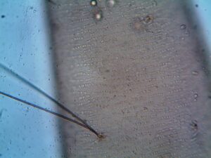 Le cycle capillaire : comprendre les phases de vie du cheveu