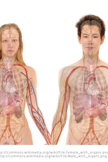 Le foie et ses pathologies : anatomie, fonctions et maladies
