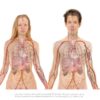 Le foie et ses pathologies : anatomie, maladies et prévention