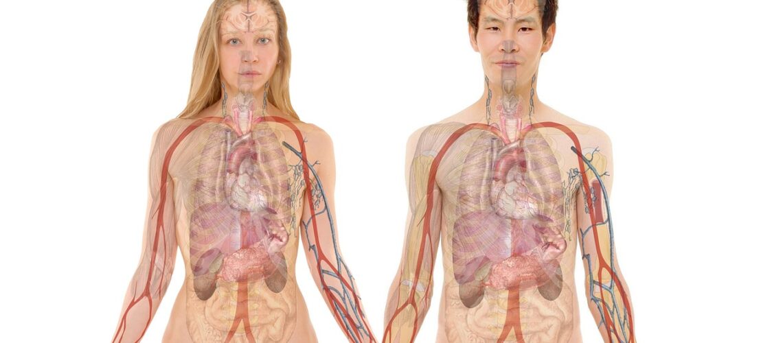 Le foie et ses pathologies : anatomie, maladies et prévention