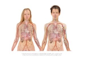 Le foie et ses pathologies : anatomie, maladies et prévention