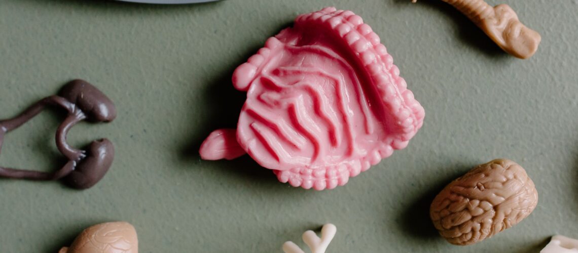 Flat lay of various educational plastic anatomy models including organs and bones for study.