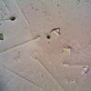 Detailed view of various particles under a microscope, showcasing shapes and textures.