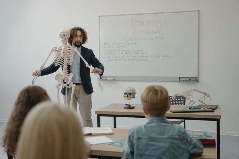 Le squelette osseux humain : structure, fonctions et santé des os
