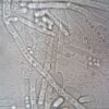 Close-up image of fungal hyphae under microscope showcasing biological structures.