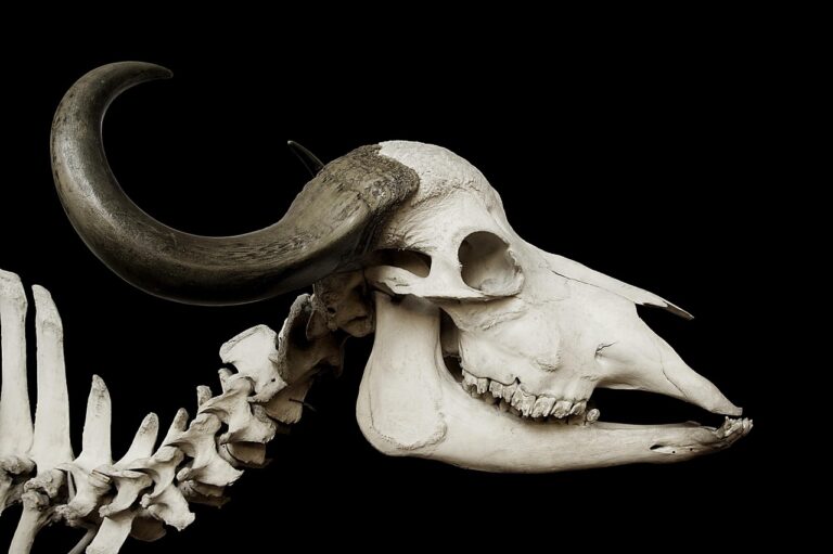 L&rsquo;enclume (incus) : anatomie, fonction et pathologies de l&rsquo;osselet de l&rsquo;oreille moyenne