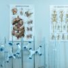 Colorful anatomy posters with laboratory apparatus showcasing human systems.