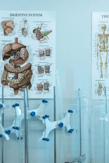 Colorful anatomy posters with laboratory apparatus showcasing human systems.