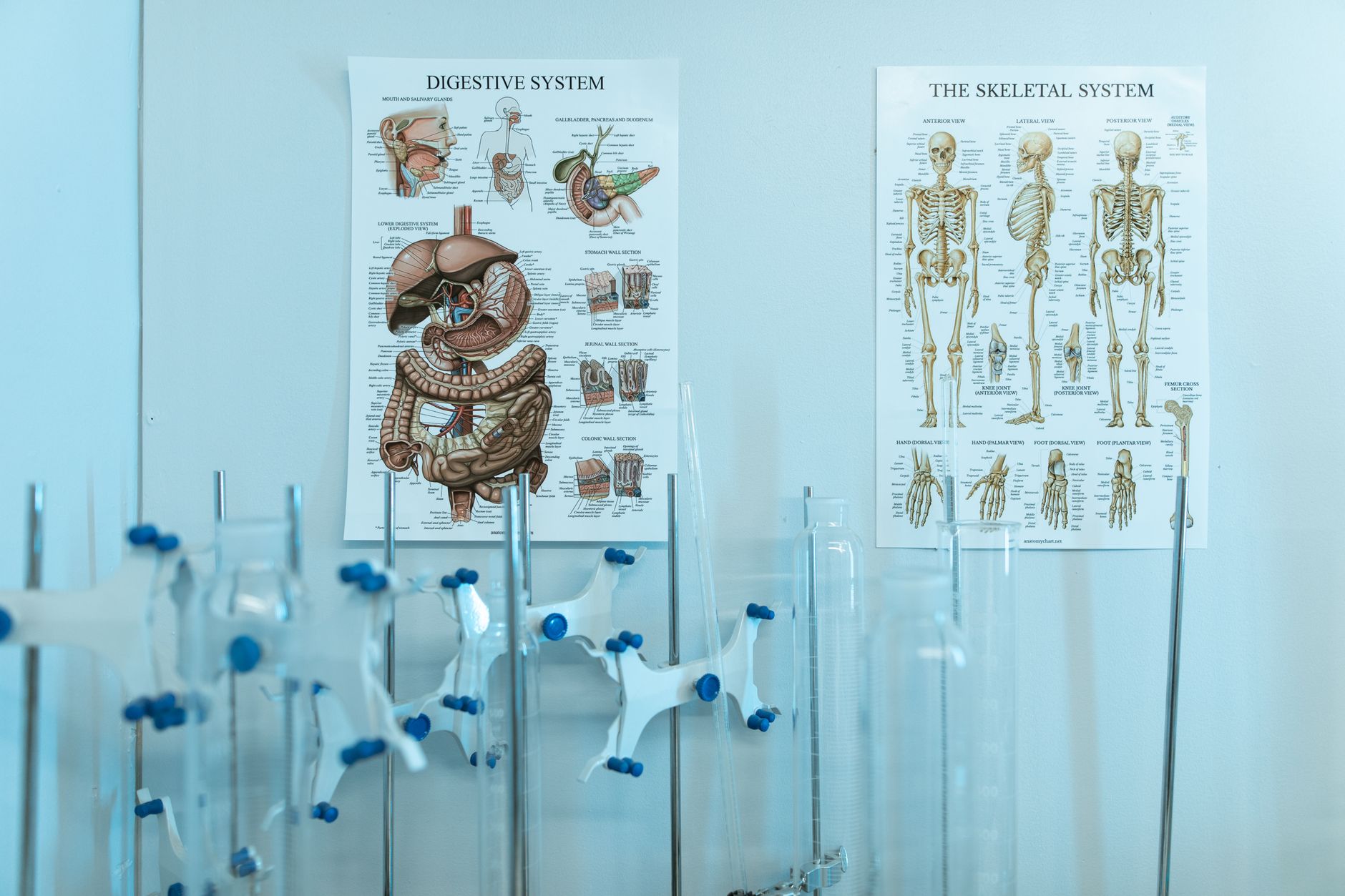 Les artères et les veines : comprendre le système vasculaire