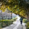 A warm, peaceful path in a Nanjing park with a person walking under lush green and sunlit trees.