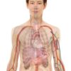 Les muscles et tendons : anatomie, fonctionnement et pathologies courantes