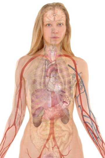 Les poumons et la respiration : anatomie et fonctionnement