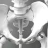 Close-up of a medical model of a human pelvic skeleton, ideal for healthcare and anatomy studies.