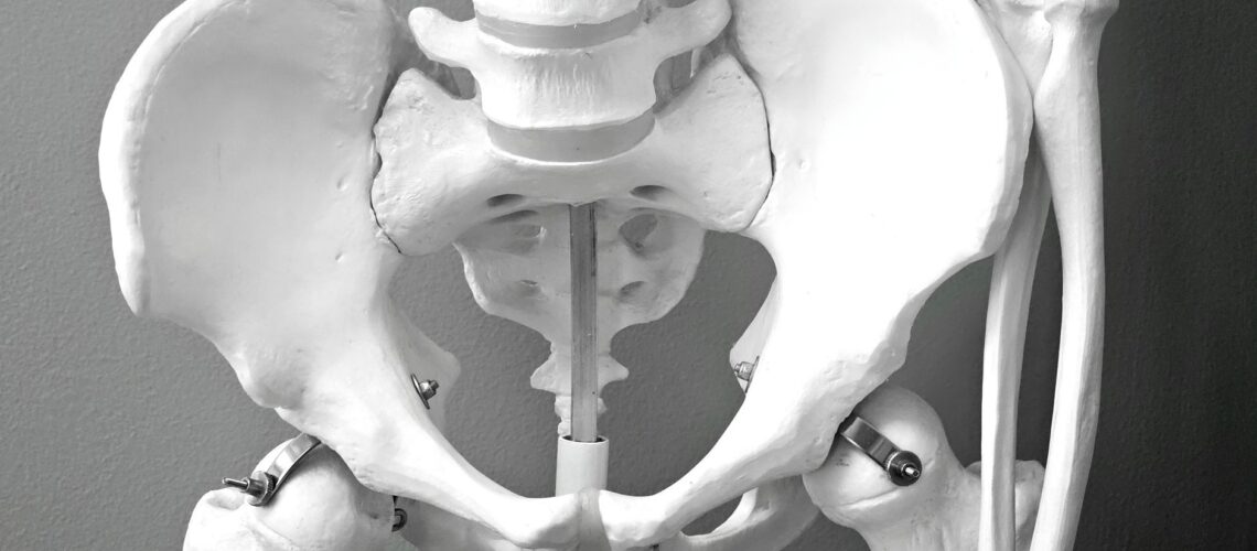 Close-up of a medical model of a human pelvic skeleton, ideal for healthcare and anatomy studies.