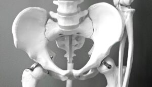 Les reins et la filtration : anatomie et fonctionnement