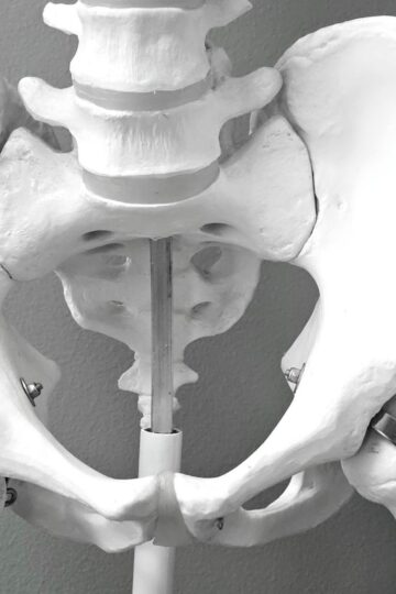 Close-up of a medical model of a human pelvic skeleton, ideal for healthcare and anatomy studies.