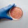 A scientist with blue gloves examines a bacterial culture in a petri dish in a laboratory setting.