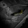 Trichuris trichiura : pronostic et évolution de l'infection par le trichocéphale