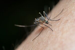 Virus du Chikungunya : Symptômes, Transmission, Traitement et Prévention