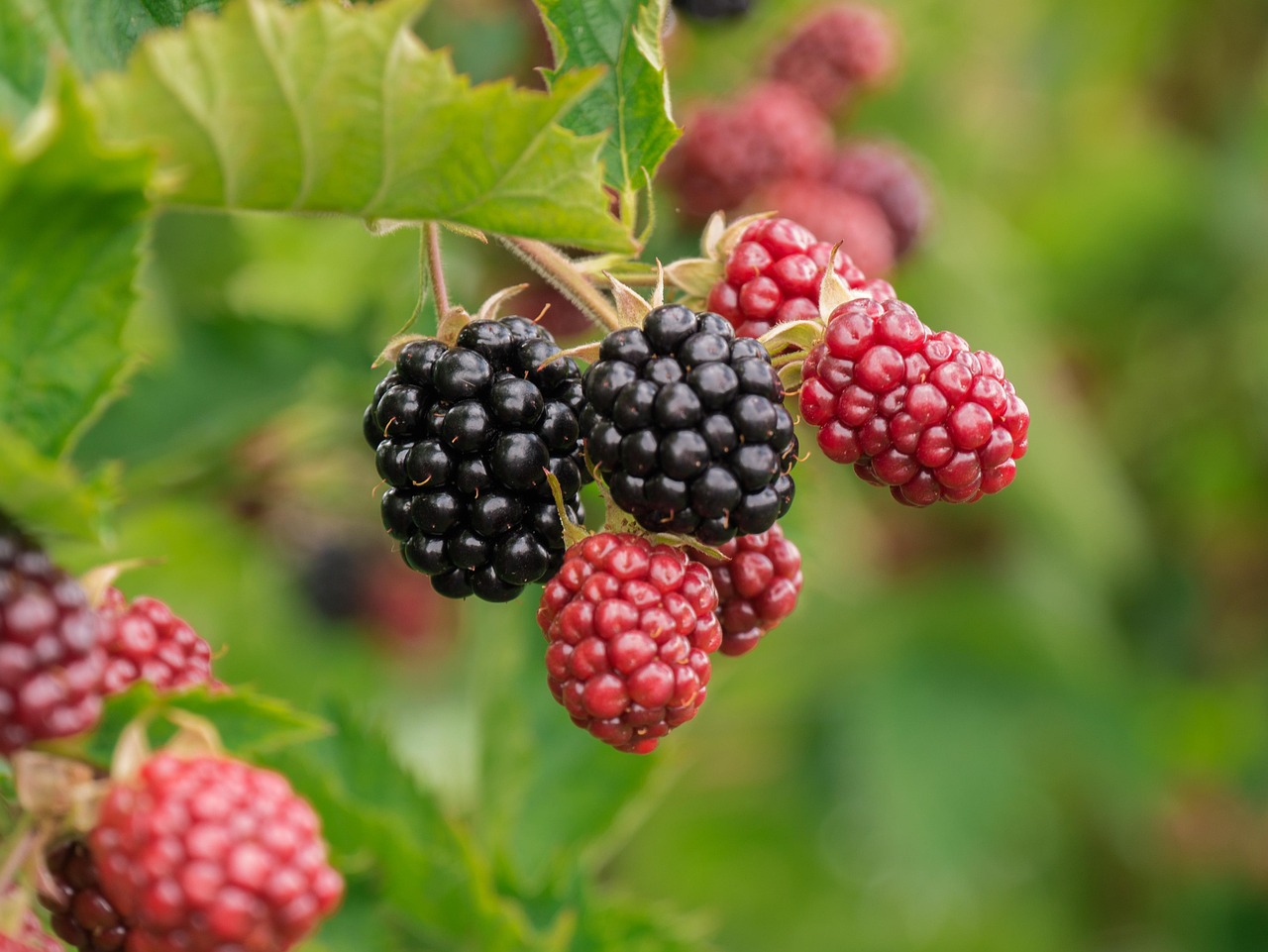 Vitamine B1 (thiamine) : rôles essentiels, sources et besoins
