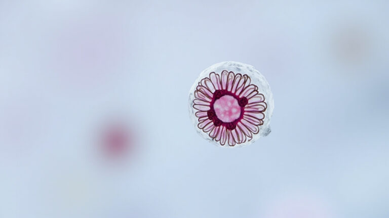 Aerococcus : tout savoir sur cette bactérie méconnue responsable d&rsquo;infections urinaires