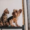 A Bengal cat and Yorkshire Terrier sit together on a shelf by a window, showcasing pet companionship.