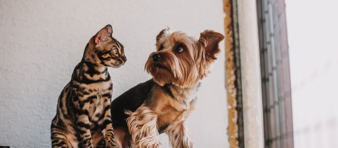 A Bengal cat and Yorkshire Terrier sit together on a shelf by a window, showcasing pet companionship.