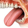 Amygdale linguale : anatomie, fonctions et pathologies