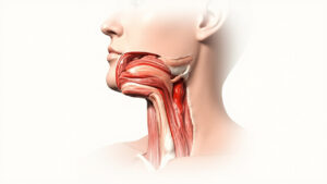 Amygdales palatines : anatomie, fonctions et pathologies