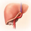 Artère hépatique propre : anatomie, fonction et pathologies