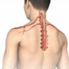 Articulation sterno-claviculaire : anatomie, fonction et pathologies