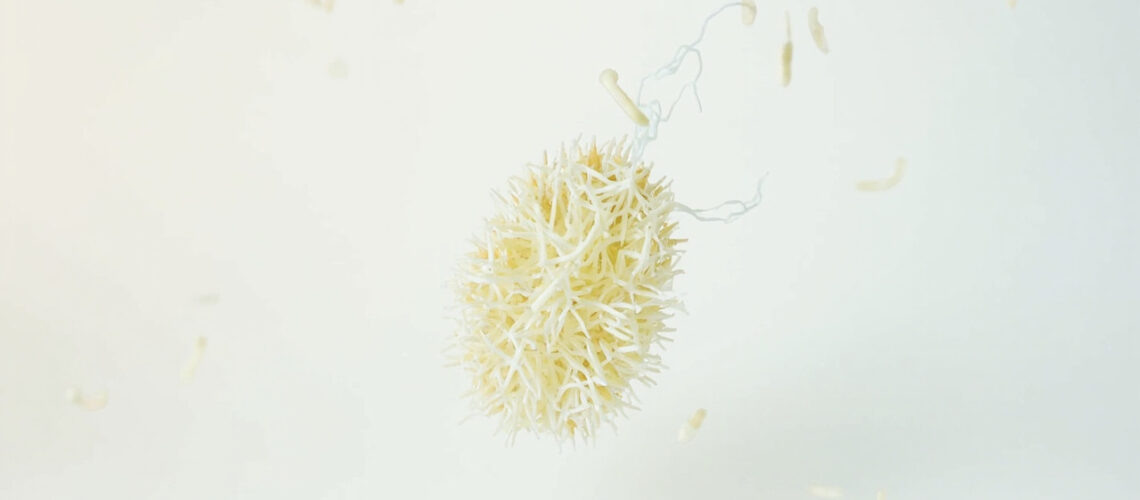 Bacillus cereus : la bactérie responsable d'intoxications alimentaires